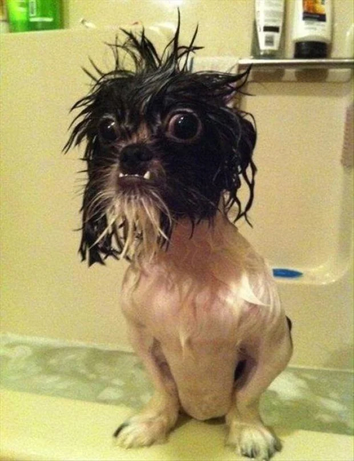 Wet dog with spiky hair sitting in bathtub showing bath time betrayal