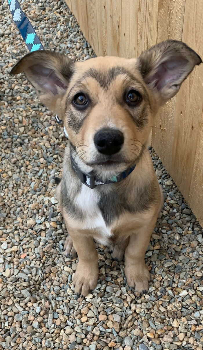 Girlfriend And I Adopted A Puppy, Meet Scarlet Batdog :)