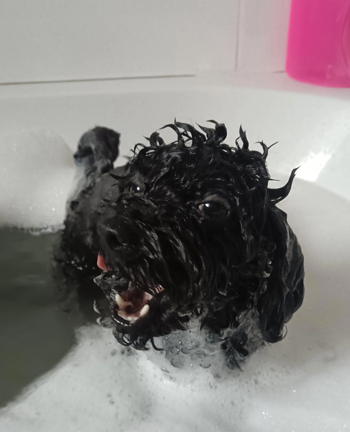 Black dog covered in soap suds in bathtub