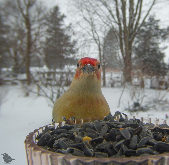 Woman Put a Camera On Bird Feeder In Her Yard, Here Is What It Has Caught (35 New Pics)
