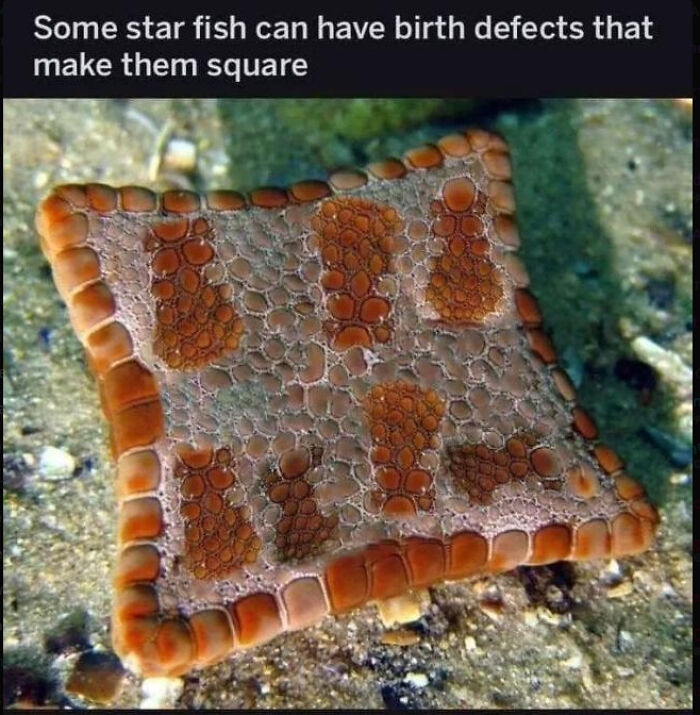 A square-shaped starfish, an example of forbidden foods with a birth defect, lying on the ocean floor.