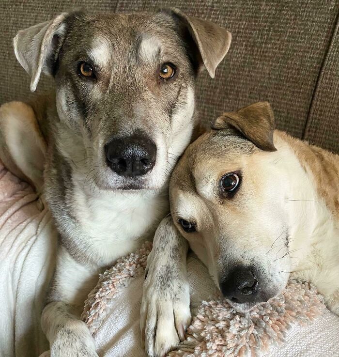 These Two Were Adopted 3 Years Apart From Different Cities. A Dna Test Revealed That They Are Long Lost Siblings!