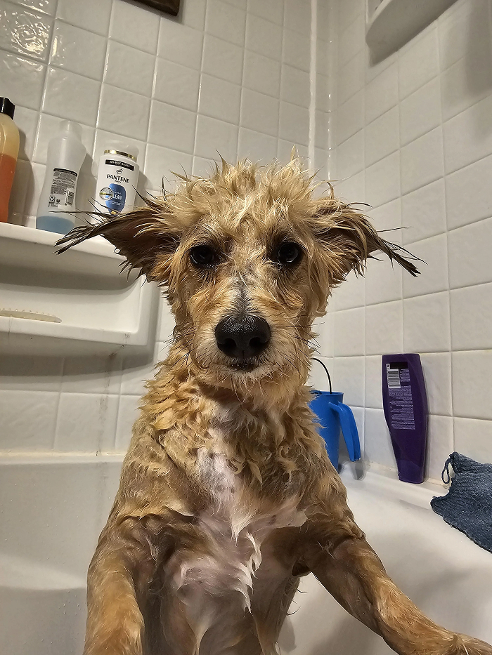 Wet dog with spiky fur sitting in bathtub surrounded by shampoo bottles