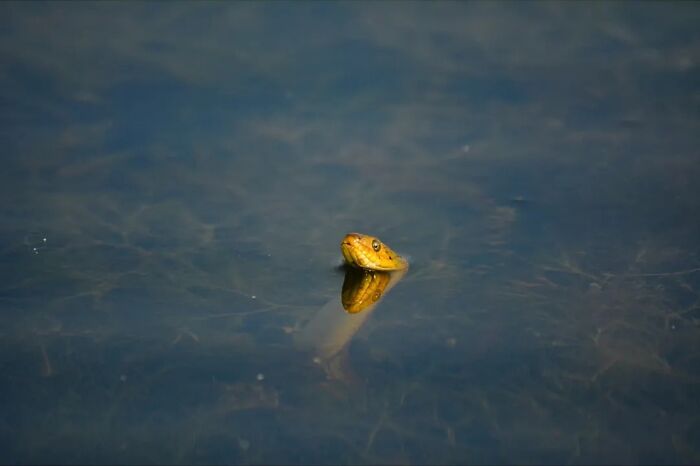 A yellow snake peeking its head above dark water, capturing the strange reality of animals living on the streets.