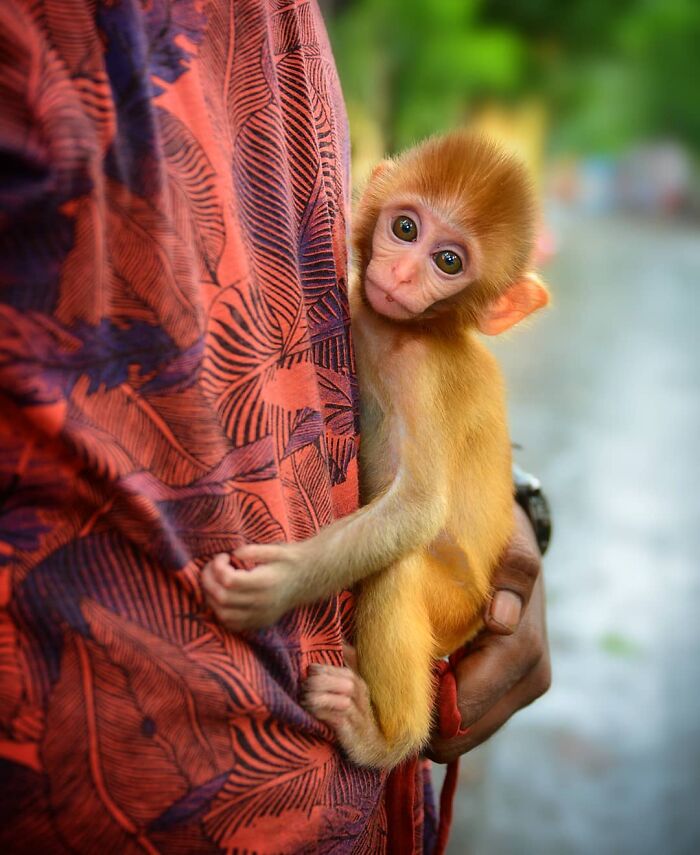 An adorable baby monkey with big eyes clinging to a person's patterned clothing, capturing the strange reality of animals living on the streets.
