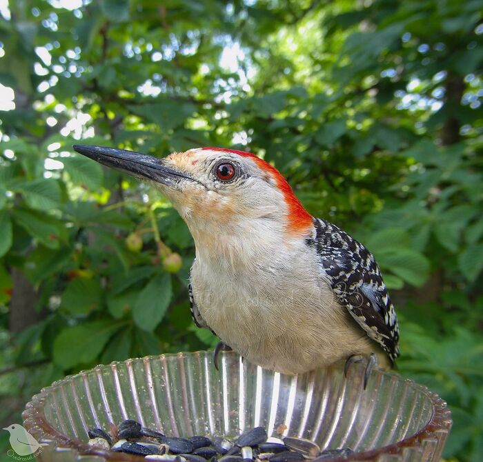 Woman Put a Camera On Bird Feeder In Her Yard, Here Is What It Has Caught (35 New Pics)