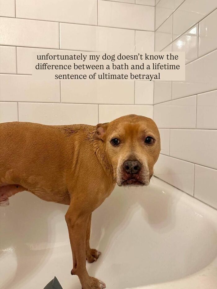 Brown dog standing in bathtub with sad bath time expression