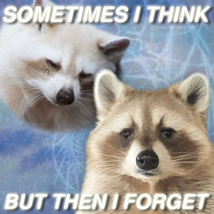 “Nocturnal Trash Posts”: 30 Of The Best Raccoon Memes This Dedicated Instagram Account Has To Offer