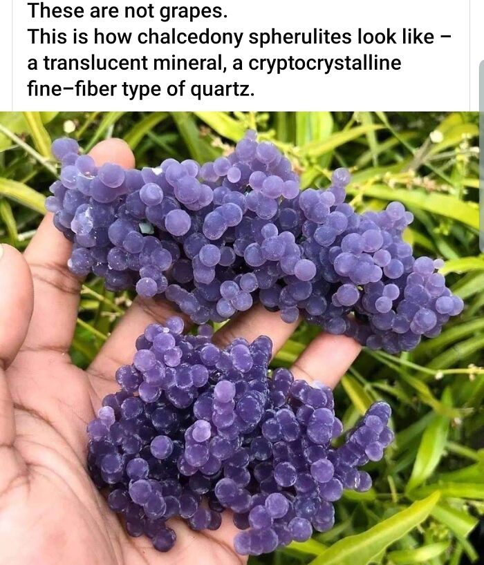 Hands holding two clusters of purple chalcedony spherulites, resembling forbidden foods like grapes.
