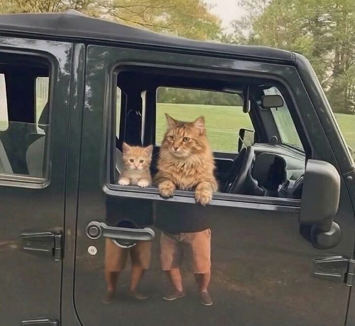 Two cats looking out of a car window animals comedy