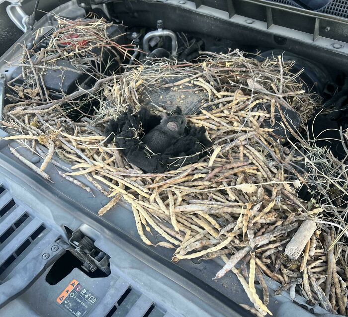 A truly bizarre sight of a bird's nest and small animals nestled in a car engine, making one wonder if they're hallucinating.
