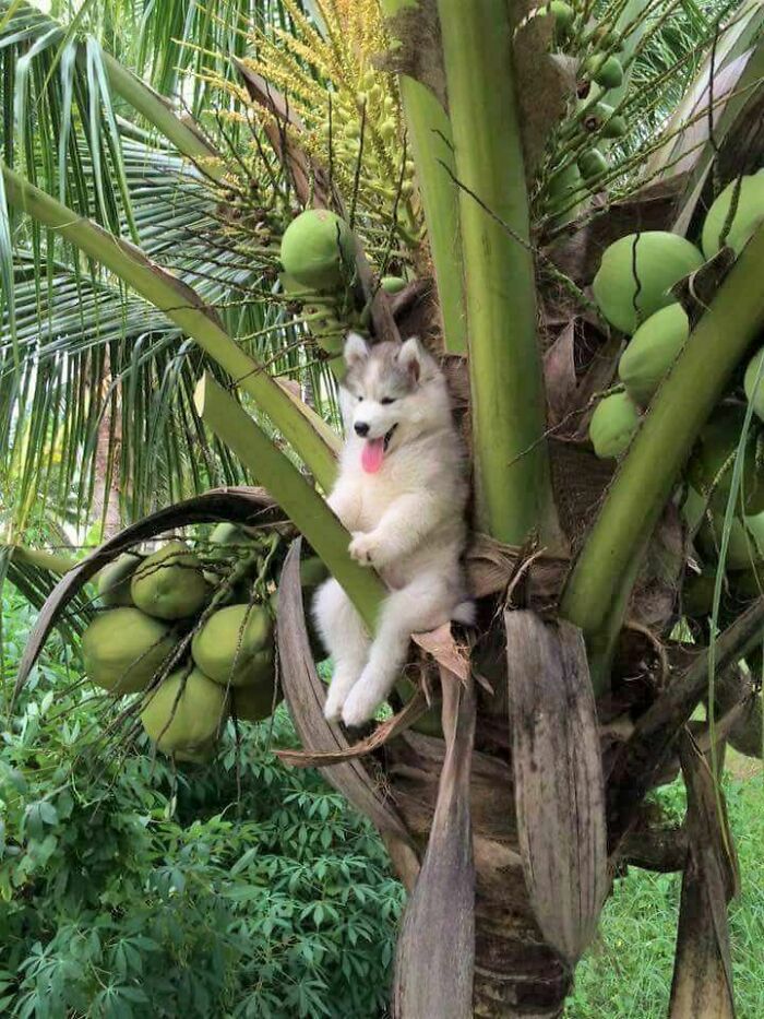 A Weird Monkey