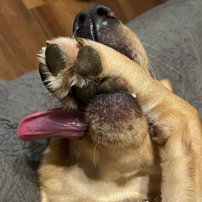 61 Derpy Dog Photos Shared By This Page That Prove Even The Cutest Pups Have Bad Angles