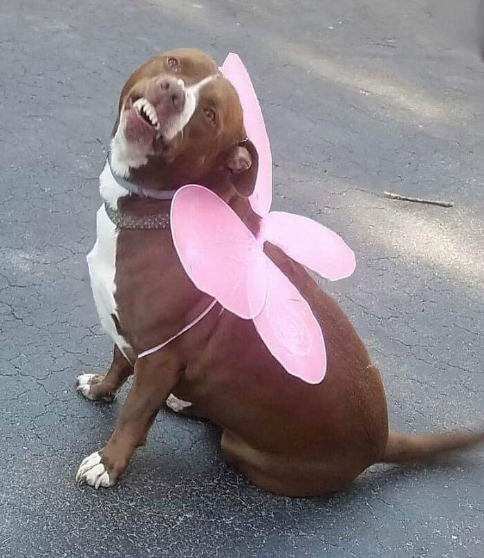 'Not My Animal': 40 Animal Pics That Just Don't Make Any Sense, As Shared On This Instagram Account