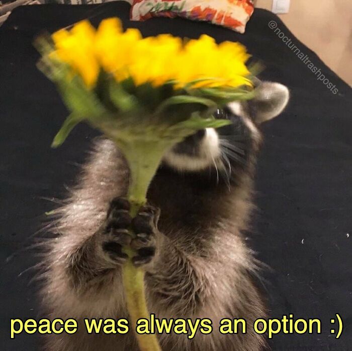 “Nocturnal Trash Posts”: 30 Of The Best Raccoon Memes This Dedicated Instagram Account Has To Offer