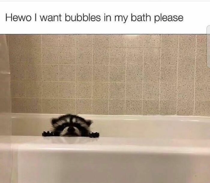 Raccoons Have Never Been More Relatable Than They Are In These 30 Dark Humor Memes