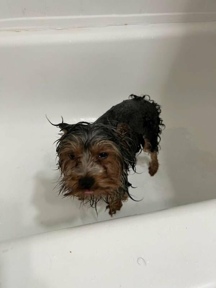 Curly wet dog standing in bathtub looking unhappy during bath time