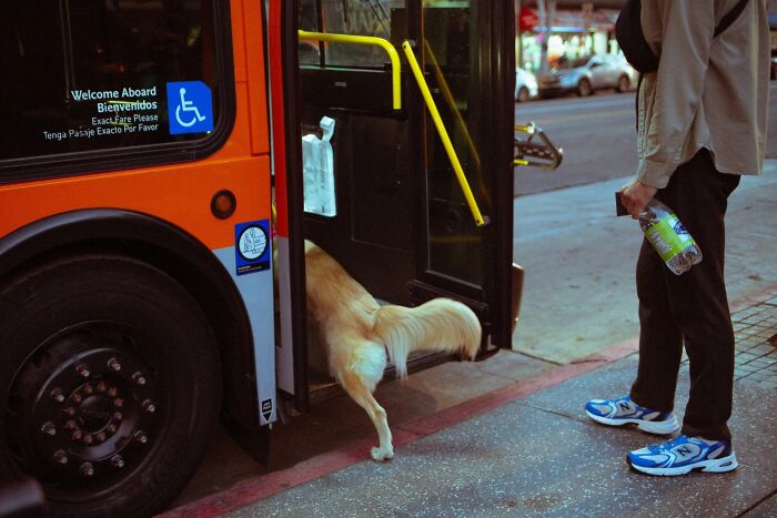 Jeremy Paige captures a perfectly timed street photo of a dog boarding a bus next to its owner.