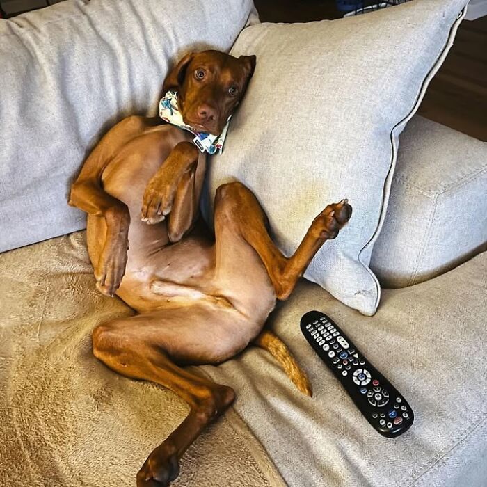 61 Derpy Dog Photos Shared By This Page That Prove Even The Cutest Pups Have Bad Angles