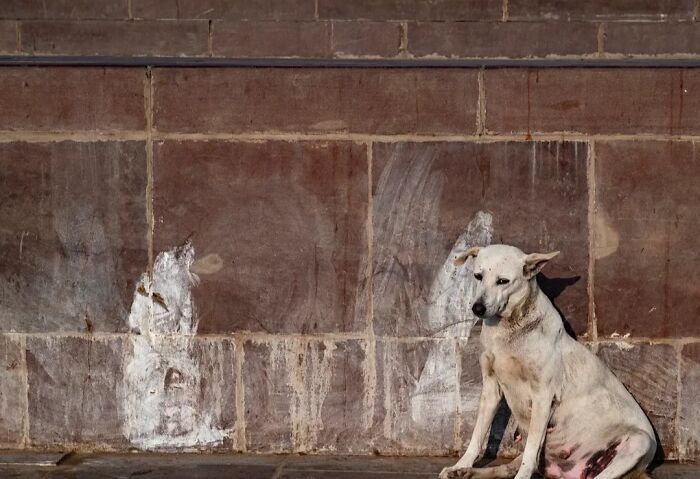 A street animal, a white dog, sits on a stone ledge against a brick wall. The dog appears thin, with visible ribs and a wound on its leg, reflecting the harsh reality of animals living on the streets. The wall behind it is stained with white, showing signs of wear and age. This photo by Pranay Pariyar captures the strange reality of animals living on the streets.