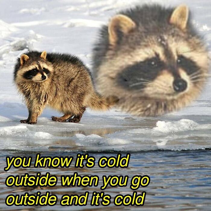 “Nocturnal Trash Posts”: 30 Of The Best Raccoon Memes This Dedicated Instagram Account Has To Offer
