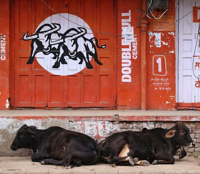 Two animals living on the streets, lying in front of a building with bull artwork on a red door.