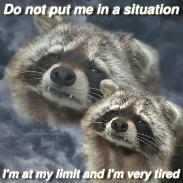 “Nocturnal Trash Posts”: 30 Of The Best Raccoon Memes This Dedicated Instagram Account Has To Offer