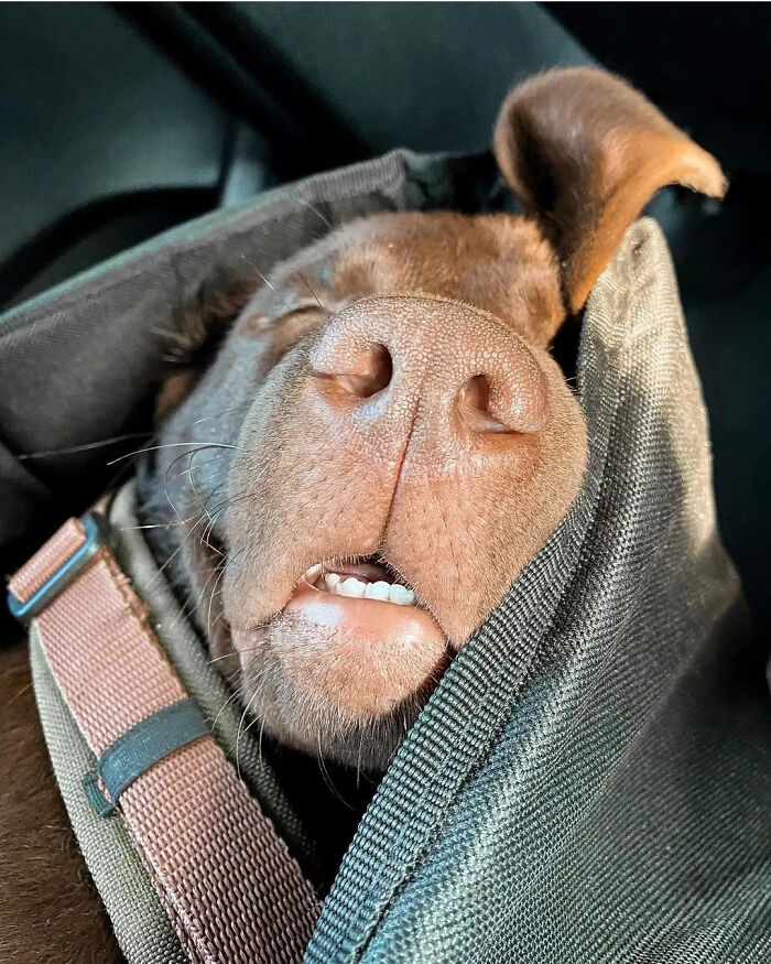 61 Derpy Dog Photos Shared By This Page That Prove Even The Cutest Pups Have Bad Angles