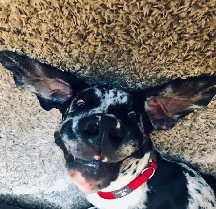 61 Derpy Dog Photos Shared By This Page That Prove Even The Cutest Pups Have Bad Angles