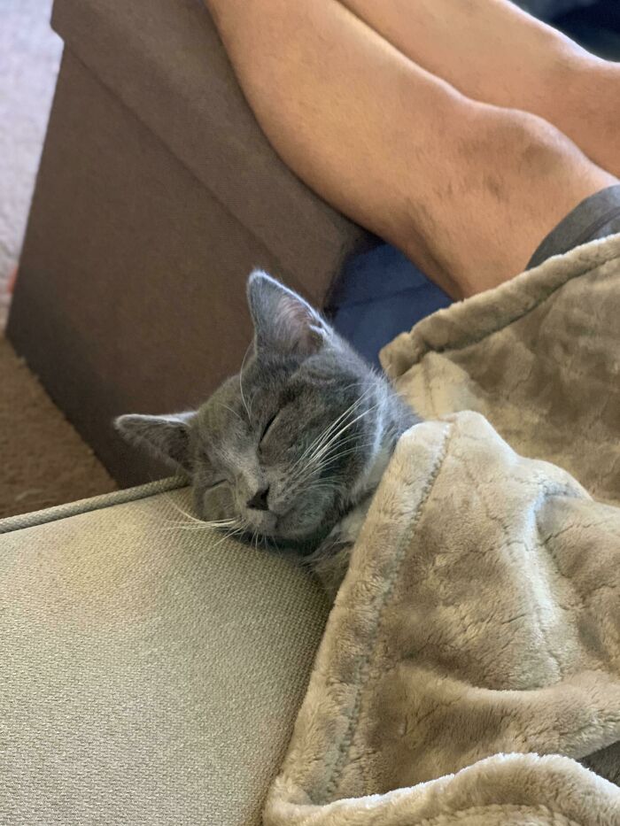 After Adopting Our First Cat Everyone Prepared Us For A Nervous And Timid First Few Weeks, This Was Our Sweet Boy 30 Minutes Later