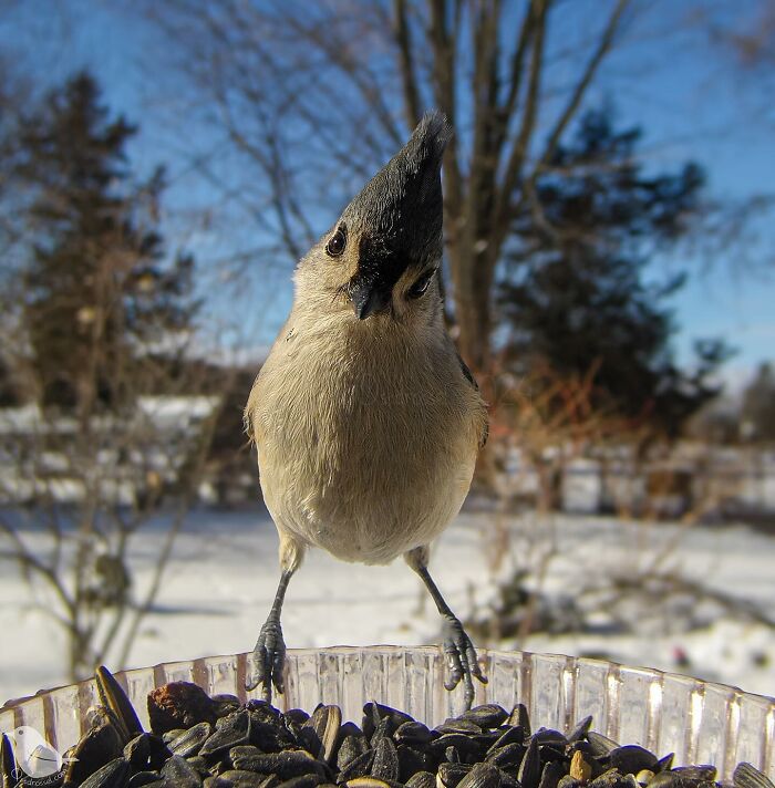 Woman Put a Camera On Bird Feeder In Her Yard, Here Is What It Has Caught (35 New Pics)