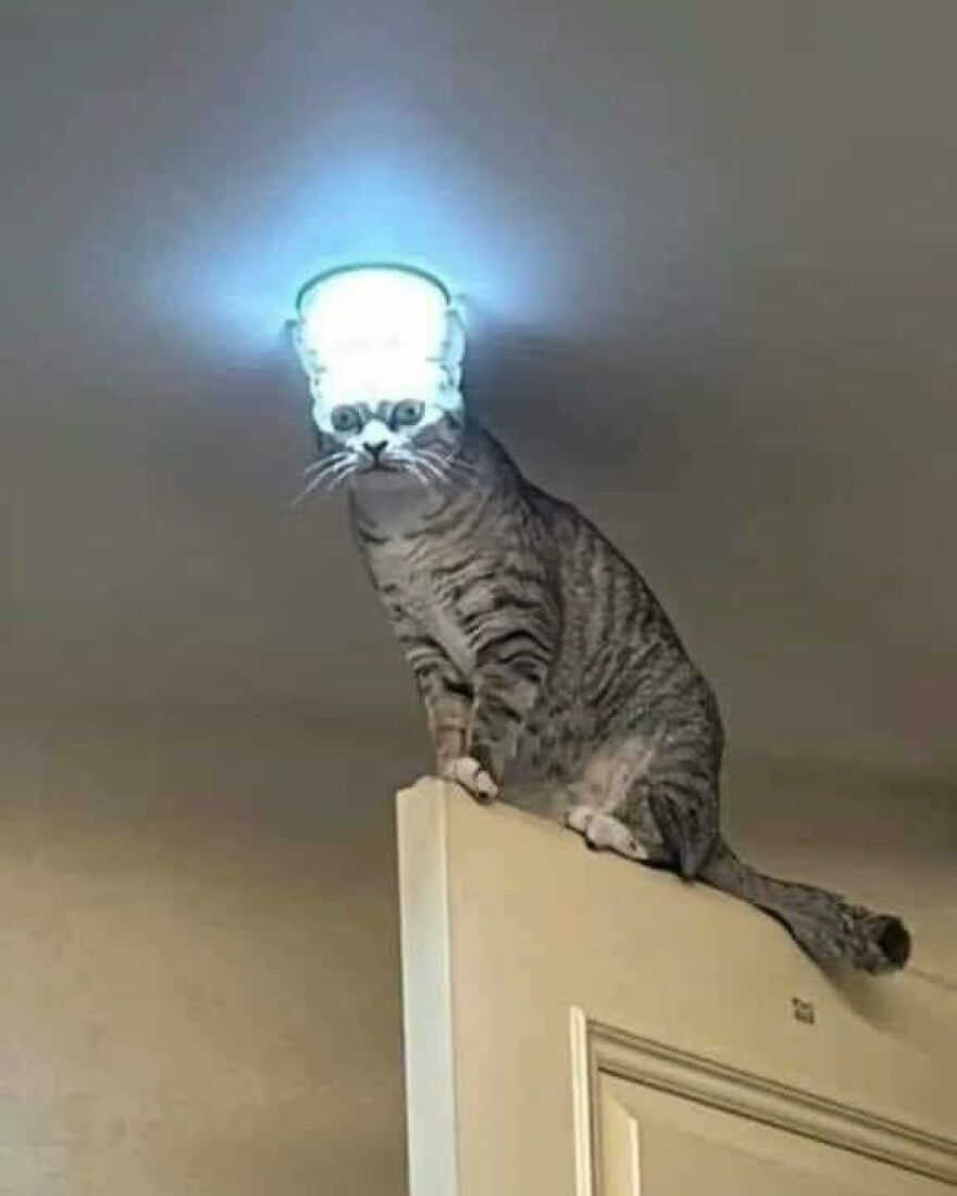 A cat sits on a cupboard with a glowing light on its head, creating a chaotic and disturbing pic.