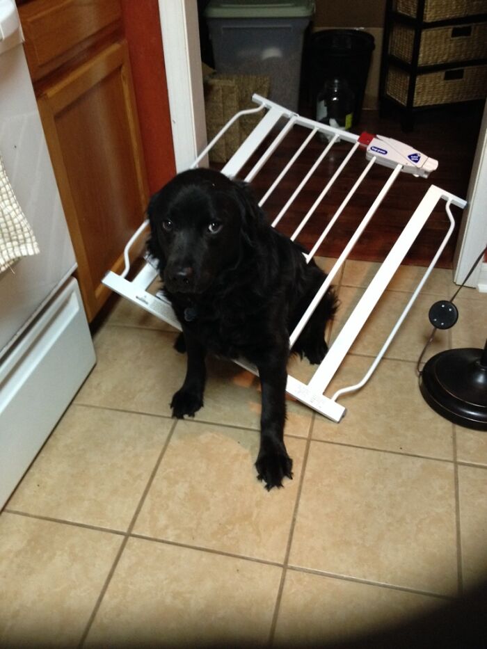 Thought He Could Go Through The Cat Door