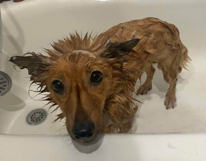 Wet brown dog in bathtub with sad eyes after bath