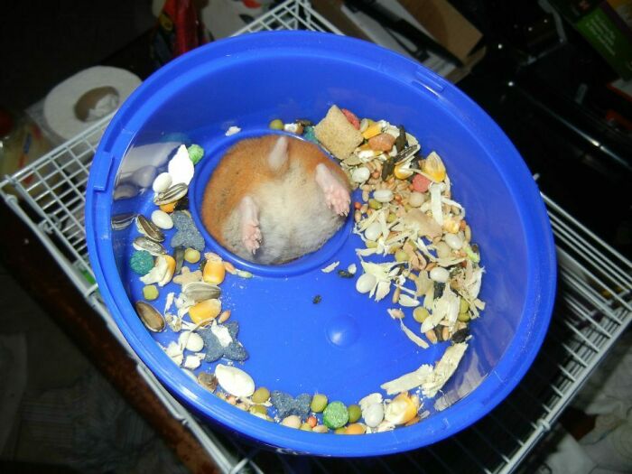My Hamster Got Stuck Again 🍑🍑🍑