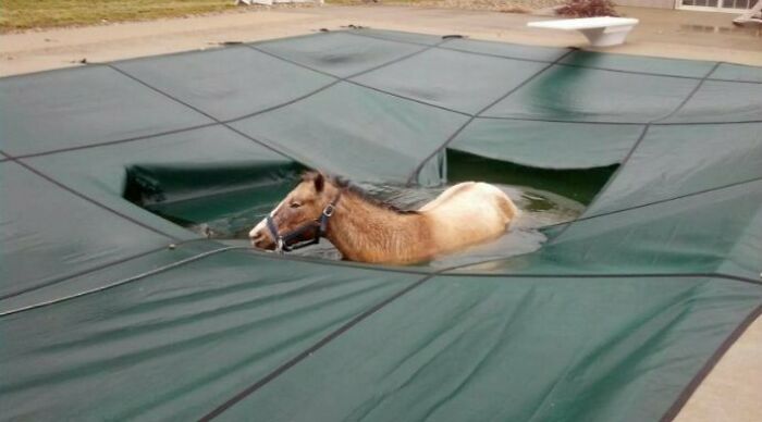 Horse In A Pool