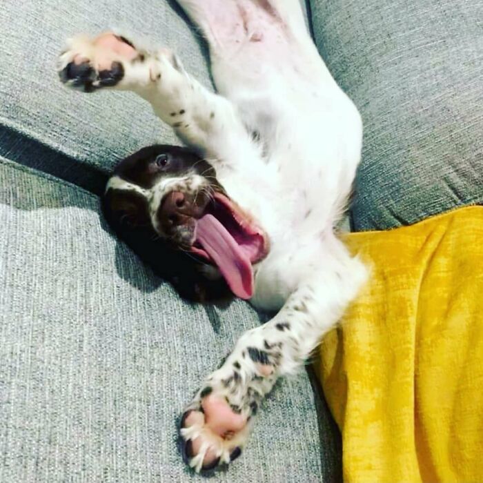 61 Derpy Dog Photos Shared By This Page That Prove Even The Cutest Pups Have Bad Angles