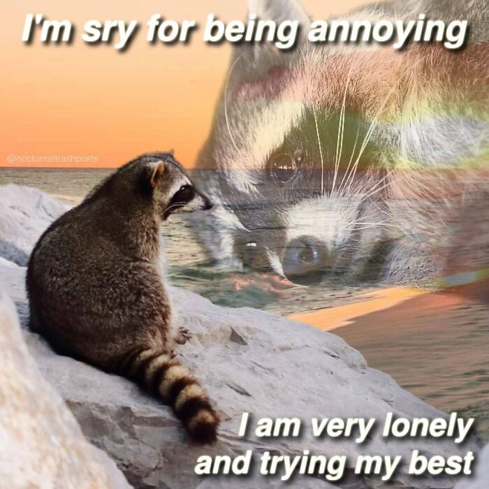 “Nocturnal Trash Posts”: 30 Of The Best Raccoon Memes This Dedicated Instagram Account Has To Offer