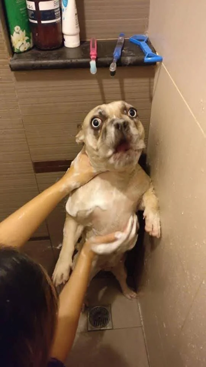 Surprised dog being bathed showing bath time betrayal expression