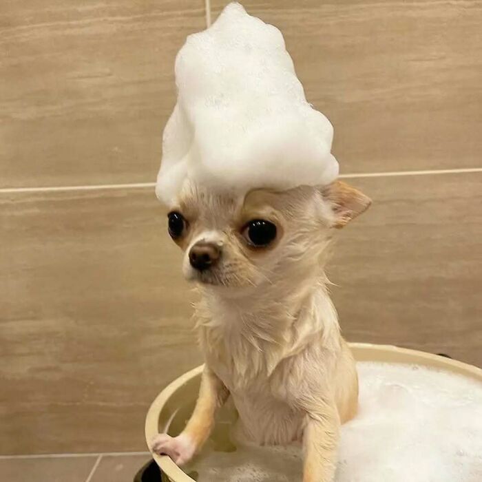 Chihuahua with foam on head during bath time in tub
