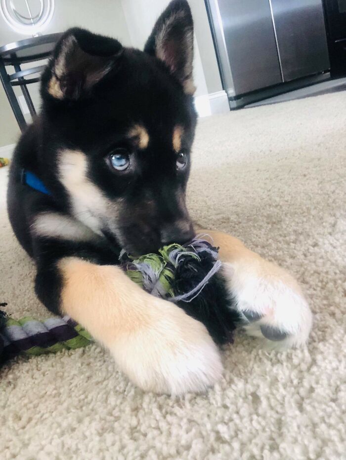 This Is Ruger. We Rescued Him In August. He Was Found In A Box On The Side Of The Road. No Fault Of His Own. This Poor Boy Would Have Died. I Can't Even Think Of It Without Crying. He Is Now One Of Our Children And Will Never Go Anywhere Else