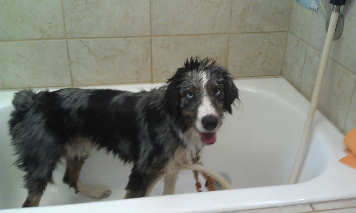 Sad Australian Shepherd dog standing in a bathtub during bath time