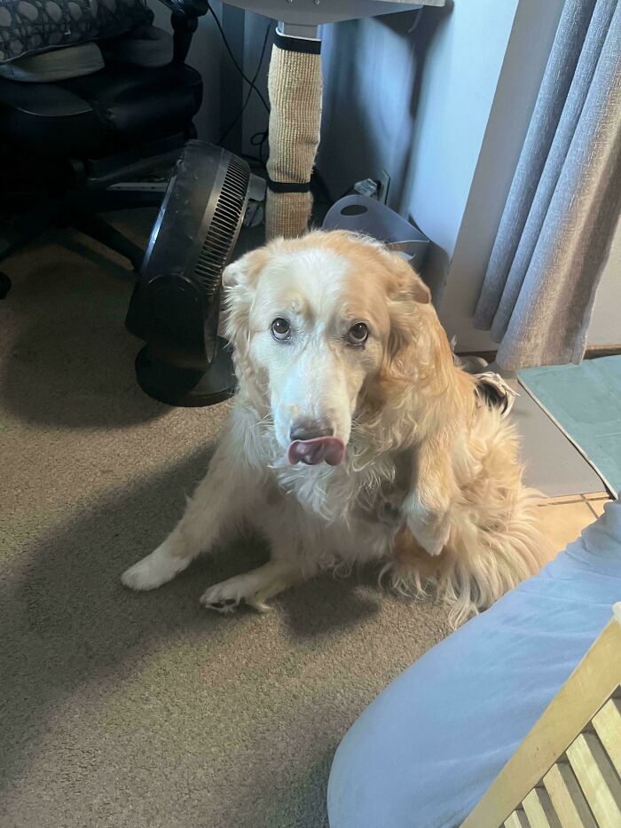 A golden retriever, a derpy animal, sits on a carpet, looking up with its tongue slightly out.