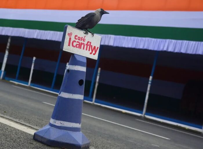 A crow perches on a sign, showing the strange reality of animals living on the streets by Pranay Pariyar.