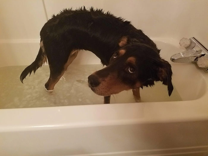Black and brown dog standing in bathtub with water looking betrayed