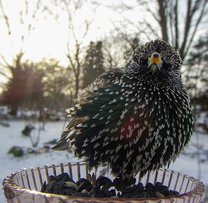 Woman Put a Camera On Bird Feeder In Her Yard, Here Is What It Has Caught (35 New Pics)