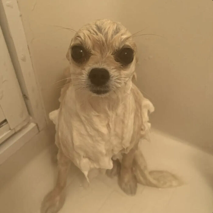 Wet small dog covered in soap looks unhappy during bath time