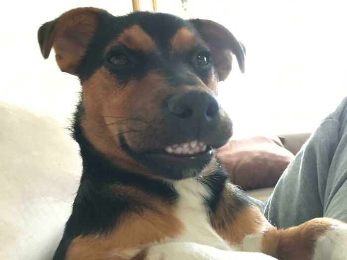 A brown and black dog showing its teeth in a funny, derpy smile, looking ridiculous.