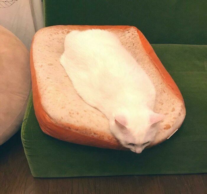 A white cat napping on a bread-shaped pet bed, looking like a loaf of forbidden food. Do not eat this.