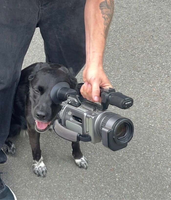 Dog peeking through video camera lens capturing animals comedy moments